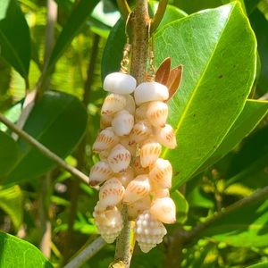 14K GF. Big Island Momi Shells. Hook Earrings